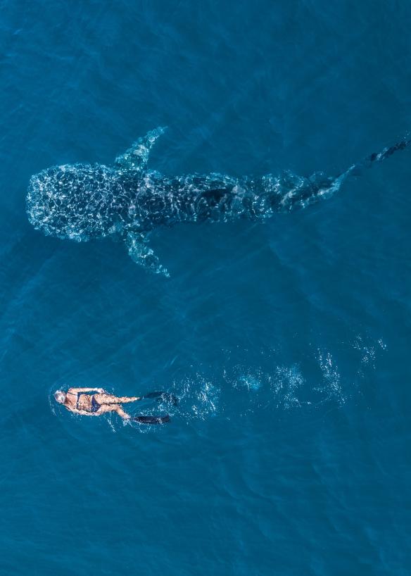 西澳州（Western Australia）寧格魯珊瑚礁（Ningaloo Reef）的寧格魯海洋公園（Ningaloo Marine Park）©西澳州旅遊局