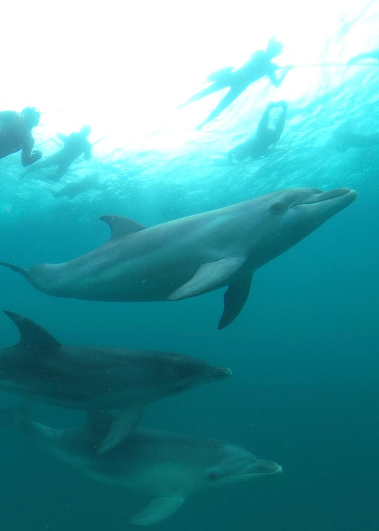 維多利亞州（Victoria）女皇崖（Queenscliff）的Sea All Dolphin Swims©Sea All Dolphin Swims