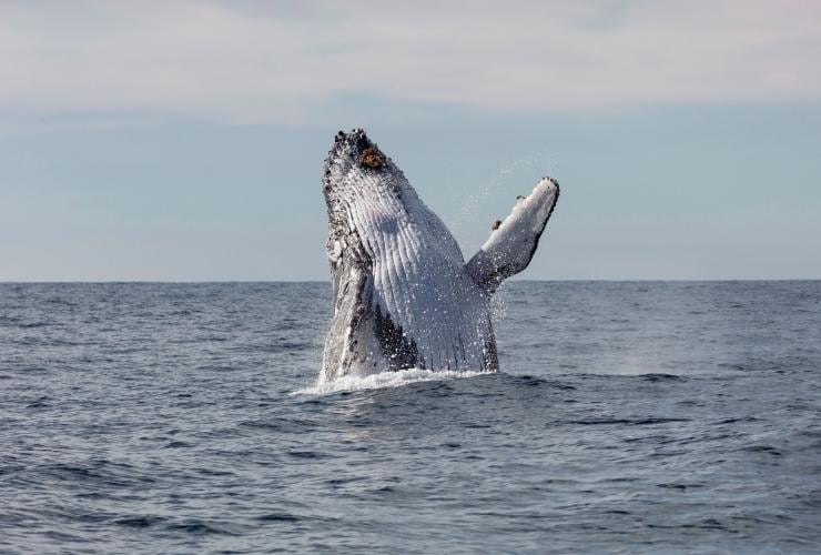 在新南威爾士州（New South Wales）的杰維斯海灣（Jervis Bay）觀鯨©Jordan Robins