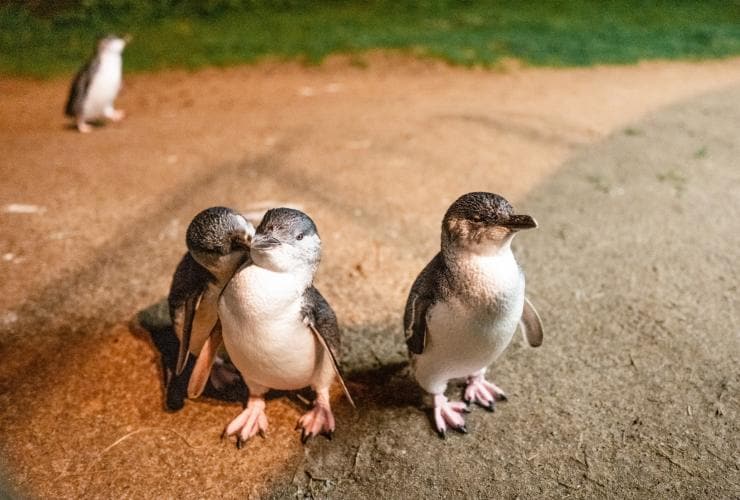 維多利亞州菲利普島的企鵝歸巢©維多利亞旅遊局
