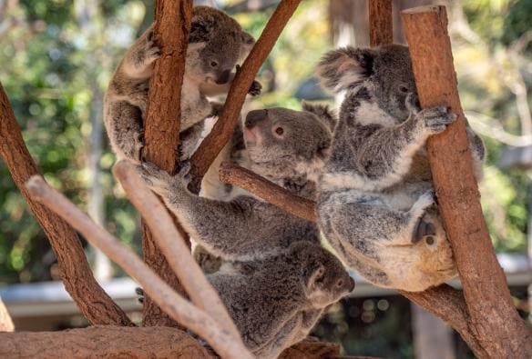 昆士蘭州（Queensland）龍柏樹熊動物園（Lone Pine Koala Sanctuary）的樹熊©澳洲旅遊局
