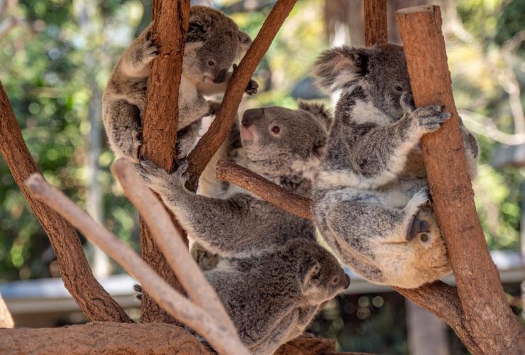 昆士蘭州（Queensland）龍柏樹熊動物園（Lone Pine Koala Sanctuary）的樹熊©澳洲旅遊局