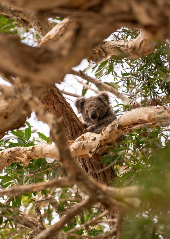 新南威爾士州（New South Wales）泰尼巴灣（Tanilba Bay）的提力加力國家保育區（Tilligerry Habitat Reserve）©Rob Mulally