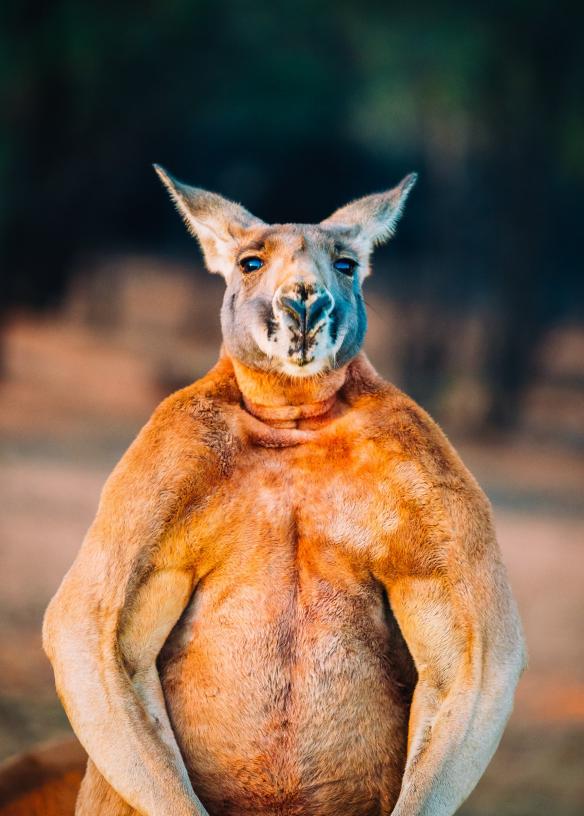 北領地（Northern Territory）愛麗斯泉（Alice Springs）的袋鼠保育中心（Kangaroo Sanctuary）©北領地旅遊局/Jewels Lynch
