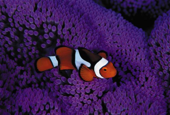 昆士蘭州大堡礁一條小丑魚在紫色的珊瑚之中游動©Stuart Hutchison