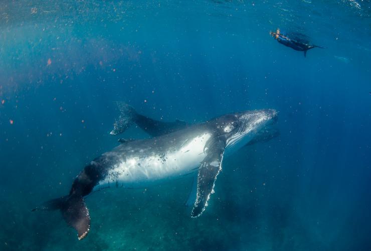 西澳州埃克斯茅斯Live Ningaloo旅行團看到的座頭鯨©Live Ningaloo/Chris Jansen