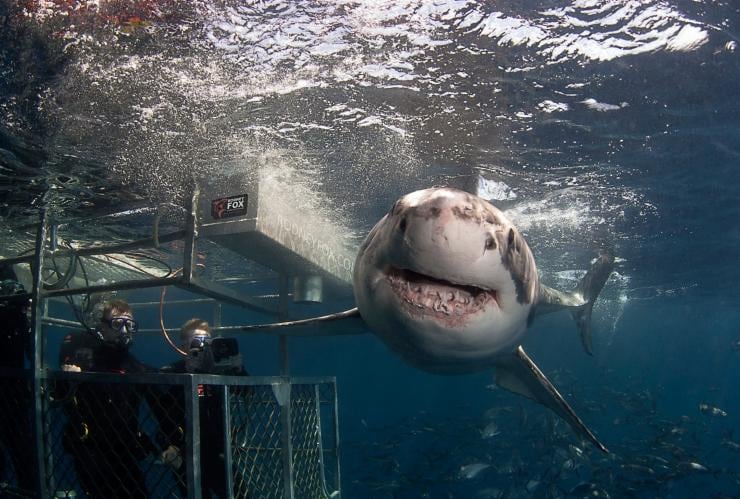 南澳州艾爾半島的Rodney Fox Shark Expeditions©Rodney Fox Shark Expeditions