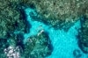 昆士蘭州（Queensland）南大堡礁（Southern Great Barrier Reef）的海龍島（Heron Island）©昆士蘭旅遊及活動推廣局