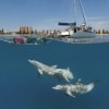 參加南澳州格雷爾魅力航海號遊船之旅的浮潛人士正在觀賞海豚©南澳旅遊局