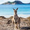 西澳州埃斯佩蘭斯幸運灣站在草上的袋鼠，背景是海洋©西澳州旅遊局