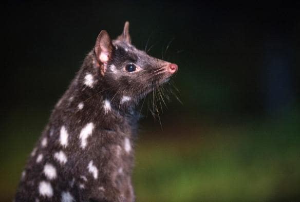 塔斯曼尼亞搖籃山Devils@Cradle動物保育園的斑尾袋鼬©塔斯曼尼亞旅遊局和Rob Burnett