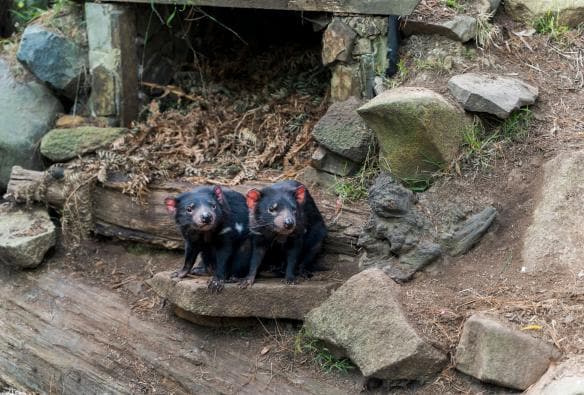 塔斯曼尼亞塔拉納的塔斯曼尼亞惡魔野生動物園保護區內兩隻塔斯曼尼亞惡魔©澳洲旅遊局