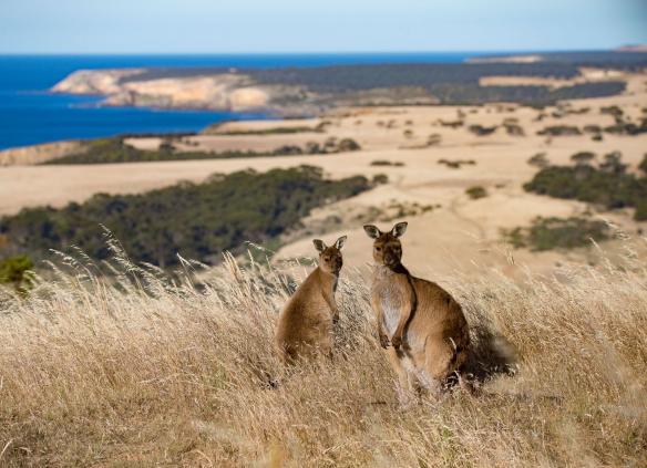 南澳州袋鼠島斯內林斯海灘（Snellings Beach）的非凡袋鼠島（Exceptional Kangaroo Island）上兩隻袋鼠在草原上，映襯著海洋美景©澳洲旅遊局/Exceptional Kangaroo Island