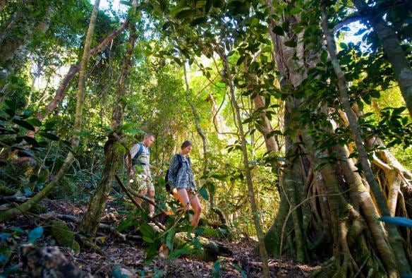 昆士蘭州雷明頓國家公園（Lamington National Park）奧瑞里雨林山莊（O'Reilly's Rainforest Retreat）內兩人正徒步穿越一片翠綠茂盛的熱帶雨林©奧瑞里雨林山莊