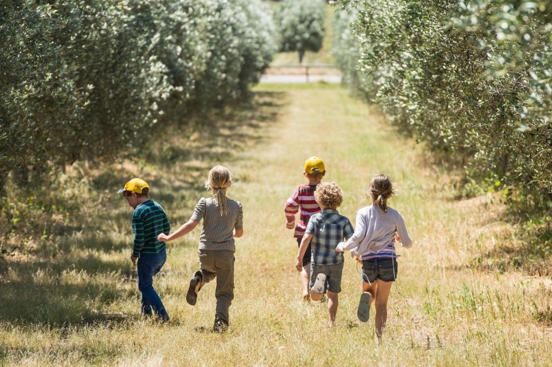 Silverdale Olive Orchard, Coral Coast, WA © Australia's Coral Coast Silverdale Olive Orchard, Coral Coast, WA © Australia's Coral Coast