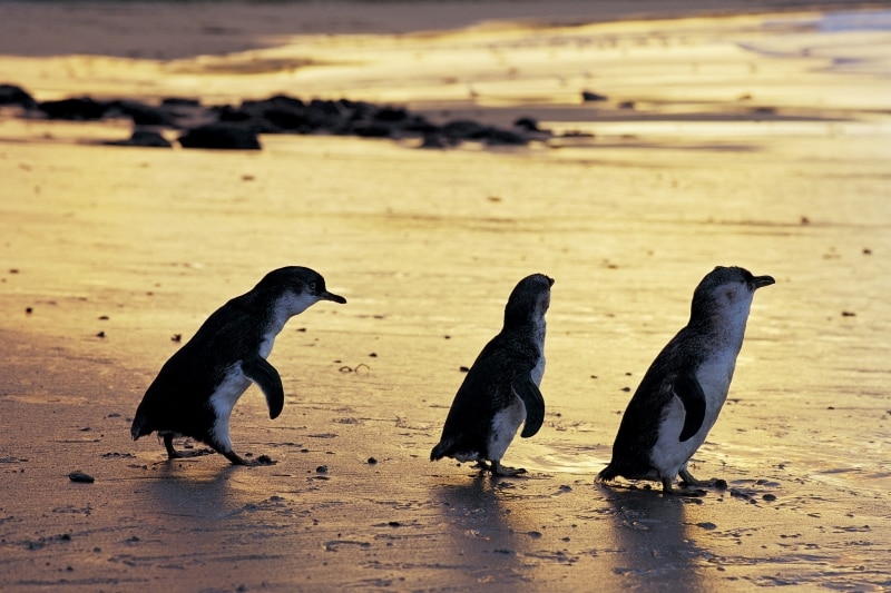 Manchots pygmées, Phillip Island Nature Park, VIC © Phillip Island Nature Park Manchots pygmées, Phillip Island Nature Park, VIC © Phillip Island Nature Park